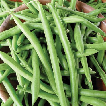 BEANS, TENDERGREEN STRINGLESS - LBS | BFG Supply