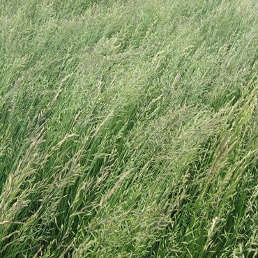 Fescue, Boreal Red Cert 50# 