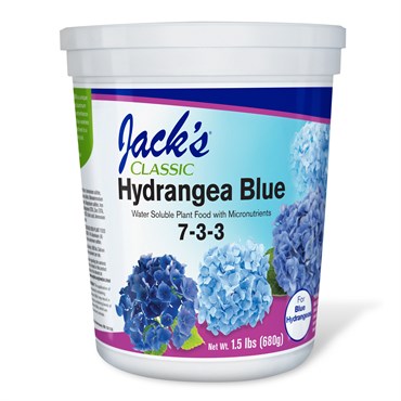 jack rogers blue hydrangea