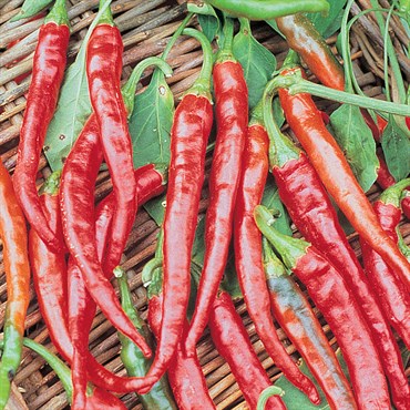 Peppers, Cayenne Long Red Thin - 1,000 Seed Count | BFG Supply